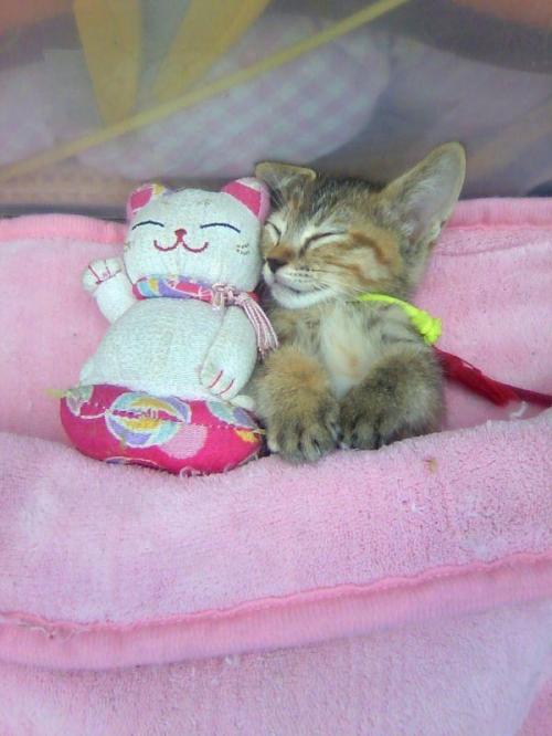 hornoxe.com_picdump164_056