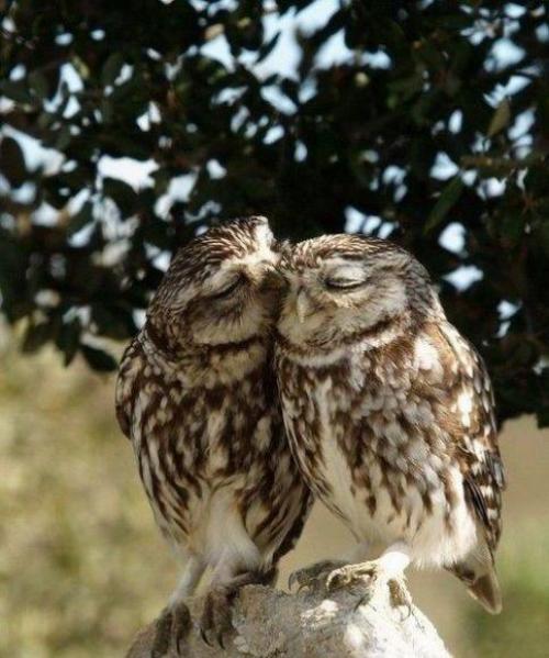 hornoxe.com_picdump165_42