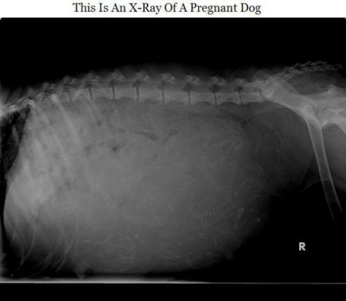 hornoxe.com_picdump165_74