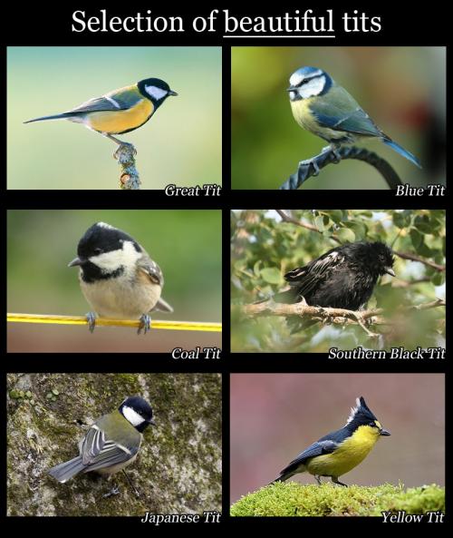 hornoxe.com_picdump166_16