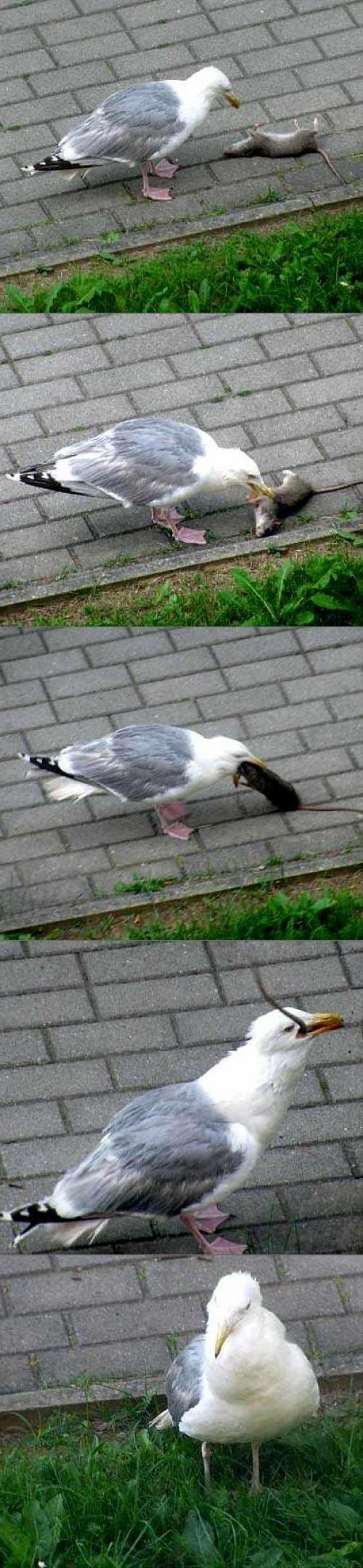 hornoxe.com_picdump166_23