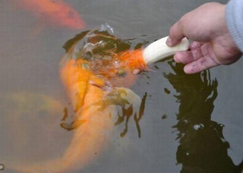 hornoxe.com_picdump166_43