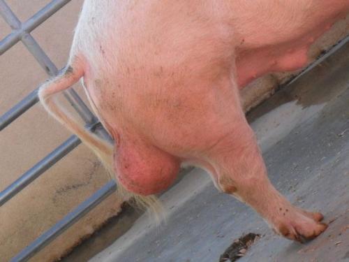 hornoxe.com_picdump166_61