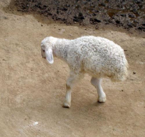 hornoxe.com_picdump166_76