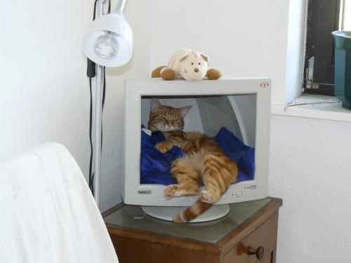 hornoxe.com_picdump168_09