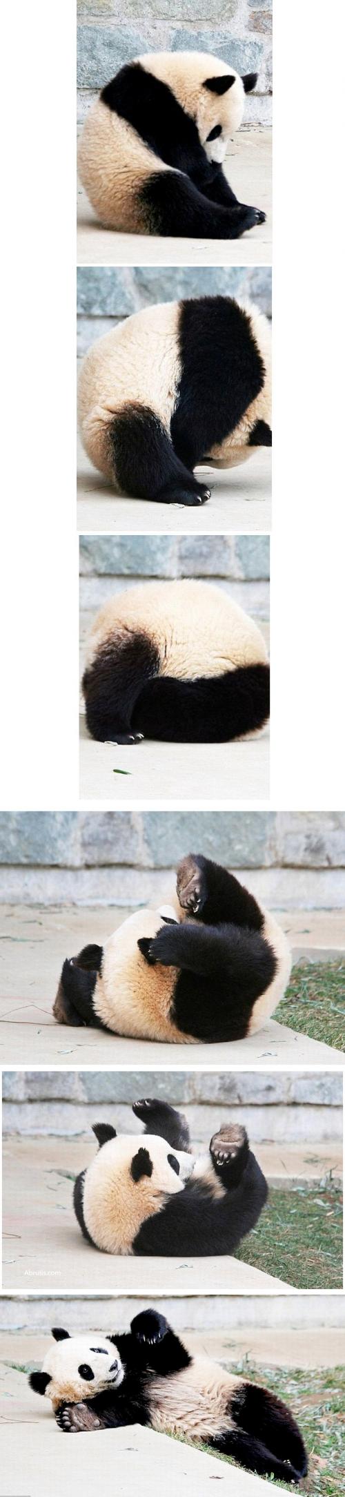 hornoxe.com_picdump171_008