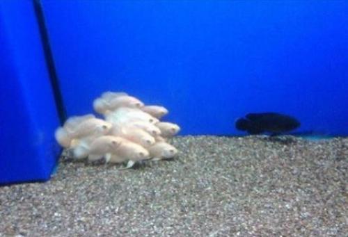 hornoxe.com_picdump171_049