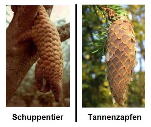 hornoxe.com_picdump171_074