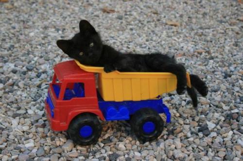 hornoxe.com_picdump171_089