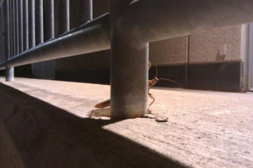 hornoxe.com_picdump171_098