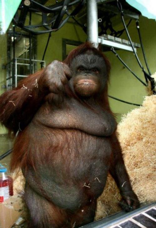 ANIMALS Orangutan 135144