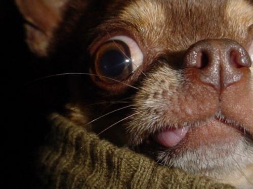 hornoxe.com_picdump171_105