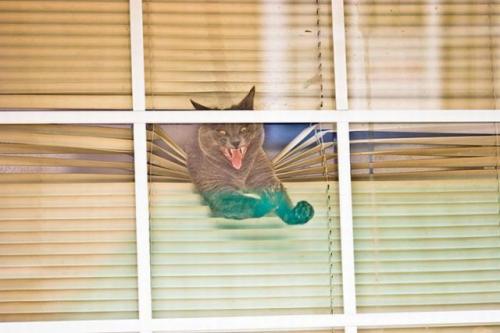 hornoxe.com_picdump171_106