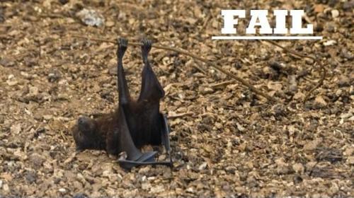 hornoxe.com_picdump172_060