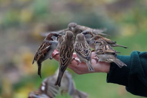 hornoxe.com_picdump172_100