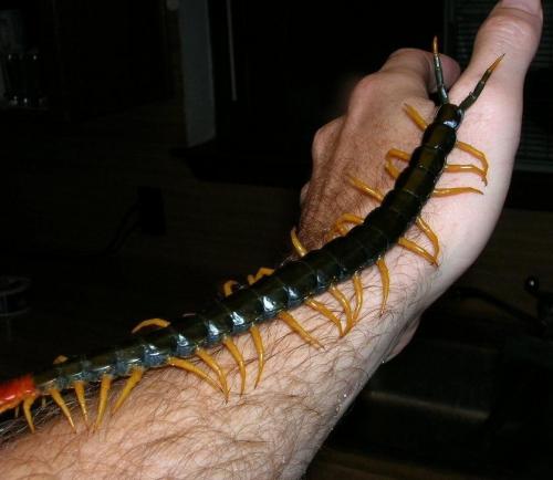 hornoxe.com_picdump172_101