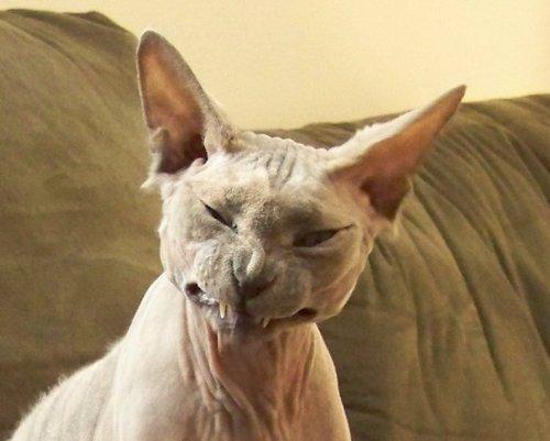 hornoxe.com_picdump173_008