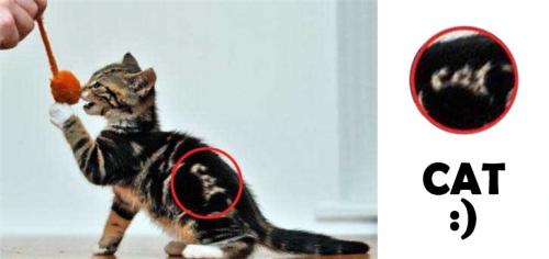 hornoxe.com_picdump173_017