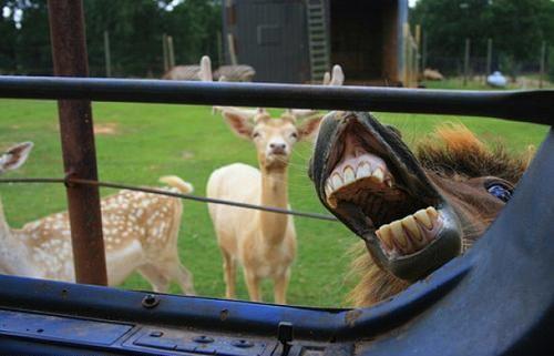 hornoxe.com_picdump173_052