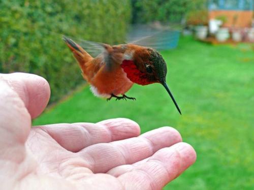 hornoxe.com_picdump173_099