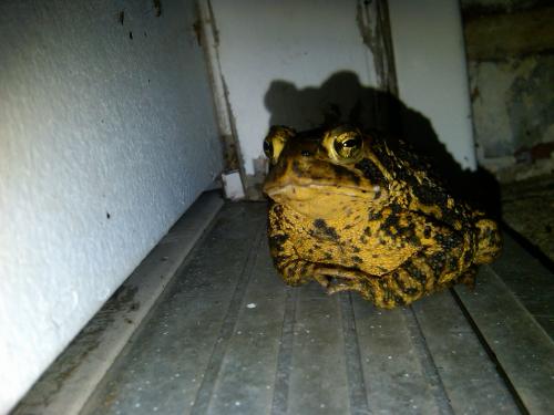 hornoxe.com_picdump173_121