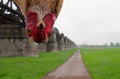 hornoxe.com_picdump174_65