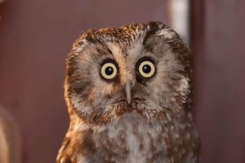 hornoxe.com_picdump175_03