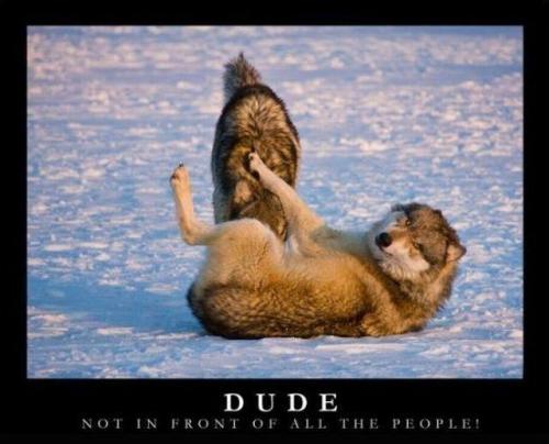 hornoxe.com_picdump175_39