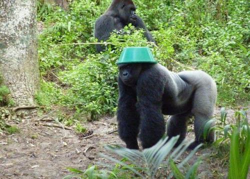 hornoxe.com_picdump176_33