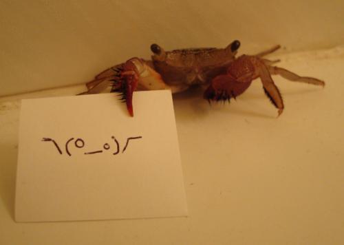 hornoxe.com_picdump178_05