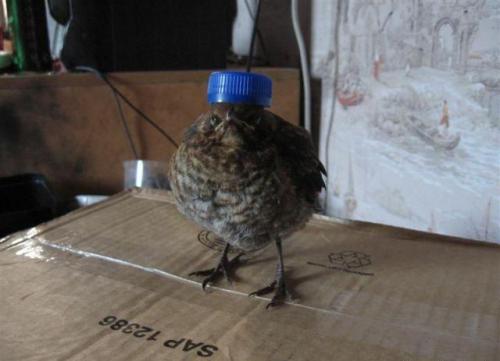 hornoxe.com_picdump180_032