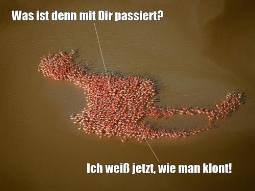 hornoxe.com_picdump180_044