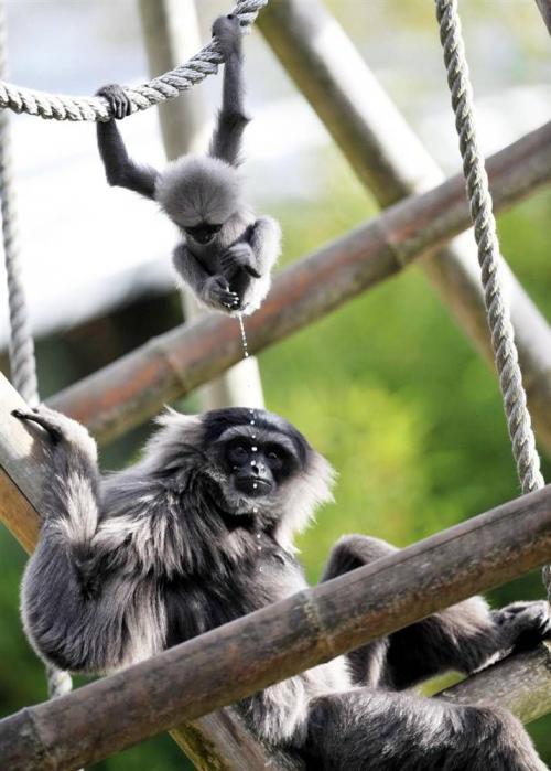 hornoxe.com_picdump180_051