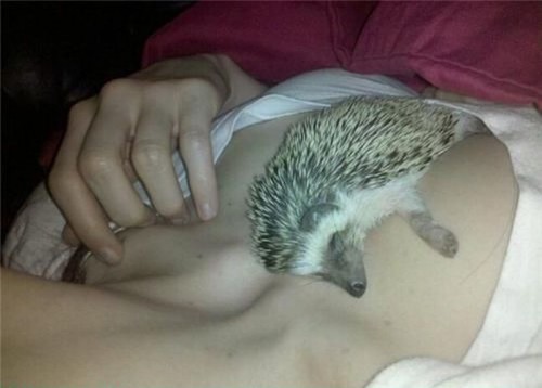 hornoxe.com_picdump182_068