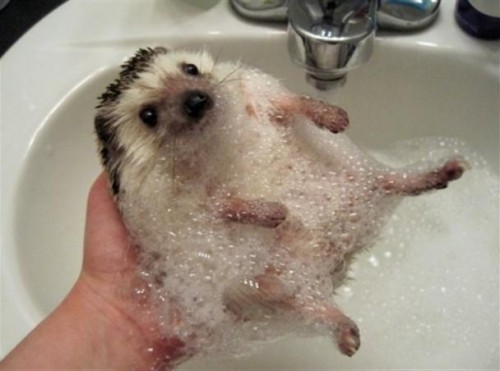 hornoxe.com_picdump185_044