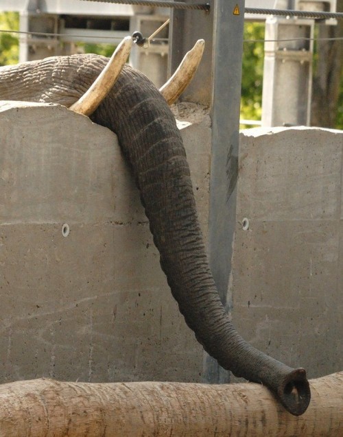 hornoxe.com_picdump185_084