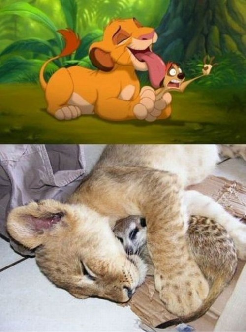 hornoxe.com_picdump185_122