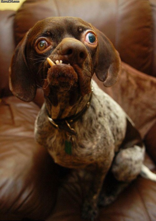 hornoxe.com_picdump186_010