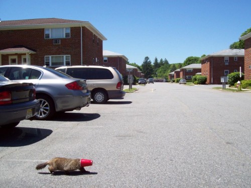 hornoxe.com_picdump187_26