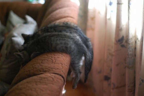 hornoxe.com_picdump187_43