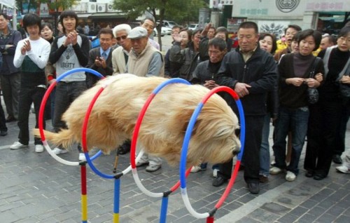 hornoxe.com_picdump187_67