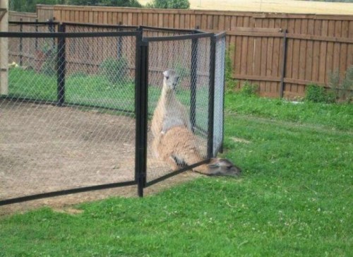 hornoxe.com_picdump188_041