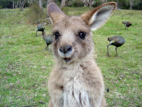 hornoxe.com_picdump188_060