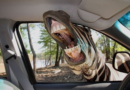 hornoxe.com_picdump188_101