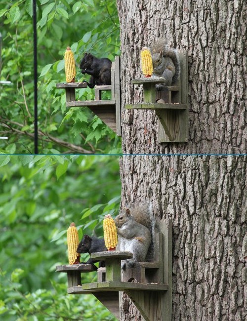 hornoxe.com_picdump189_045