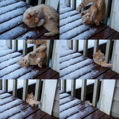 hornoxe.com_picdump189_059