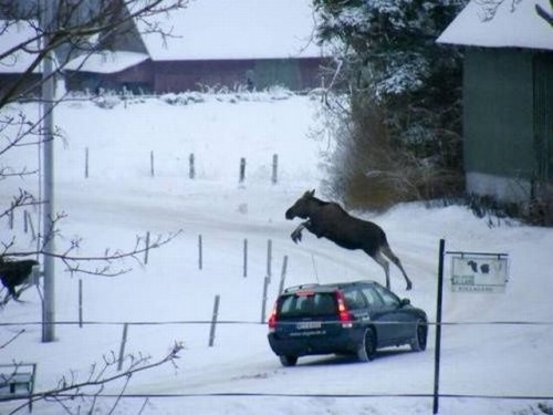 hornoxe.com_picdump189_061