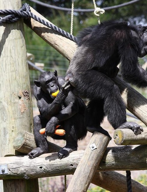 hornoxe.com_picdump190_40