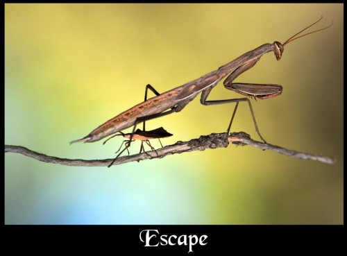 hornoxe.com_picdump190_68