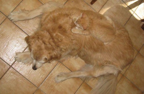 hornoxe.com_picdump191_36